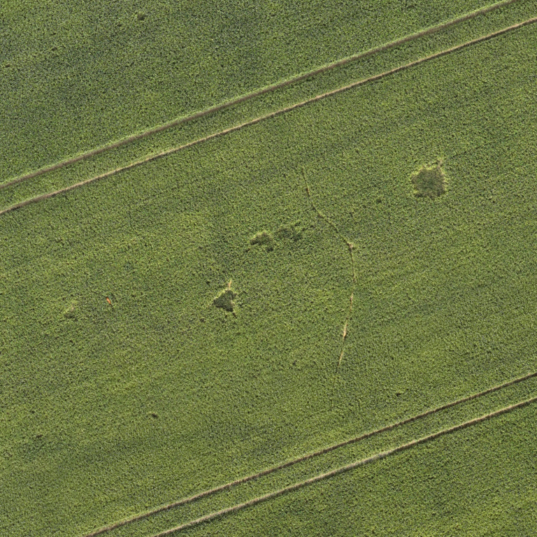 Wildschaden in einem Weizenfeld